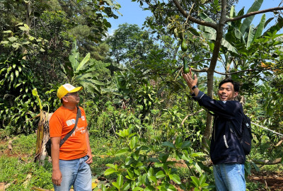 Budidaya Alpukat Organik, Dorong Peluang Ekonomi Berkelanjutan Warga Pesalakan