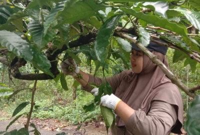 Petani Kopi Batang Mulai Panen Raya, Harga Cenderung Stabil Tahun Ini