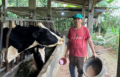 Potensi Sapi Perah Reban, Tingkatkan Ekonomi Lokal