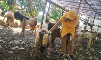 Dispaperta Batang Intensifkan Pemeriksaan Hewan Kurban