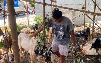 Penjualan Hewan Kurban di Batang Cenderung Stabil, Pedagang Kambing Harapkan Pembeli Meningkat