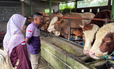 Tim Medis Pastikan Sapi Presiden Jenis Simental Reban Layak Dikurbankan