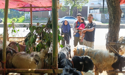 stok-kambing-kurban-aman-pedagang-suplai-hingga-luar-daerah