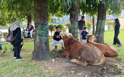 Pemotongan Hewan Kurban di Batang Tembus 6.206 Ekor