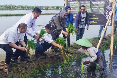 Pemkab Batang dan BRIN Resmikan Budidaya Padi Biosalin di Lahan Rob 32 Hektar