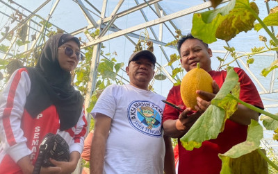 700 Buah Siap Panen, Wisata Petik Melon Bernuansa Kemerdekaan di Batang