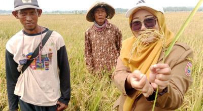Berita Pemkab Batang Asa Baru di Tanah Asin, Petani Depok Batang Disulap Lahan Rob Jadi Ladang Padi