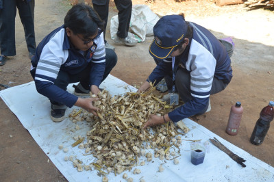 Mahasiswa Undip, Latih Petani Sulap Limbah Jagung jadi Pakan Alternatif