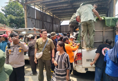 BPBD Terima Laporan Macan Kumbang Masuk Permukiman Warga di Batang