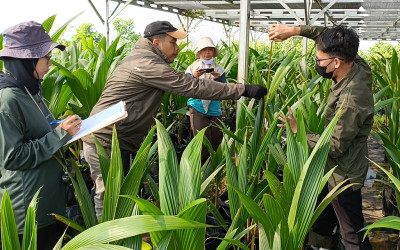 Intensifkan Sertifikasi, Pusat Nurseri Kelapa Batang Siapkan Bibit Unggul