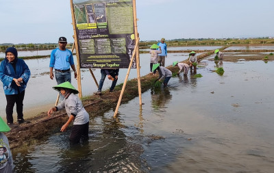 Enam Tahun Tenggelam akibat Rob, Lahan Tambak di Batang Kembali Hidup Lewat Nila Salin