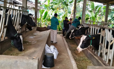 Kemarau Panjang di Batang, Peternak Siapkan Stok Pakan untuk Jaga Produktivitas Sapi