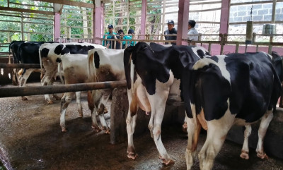 Pemkab Batang Siapkan Kandang Komunal untuk Dukung Peningkatan Populasi Sapi Perah