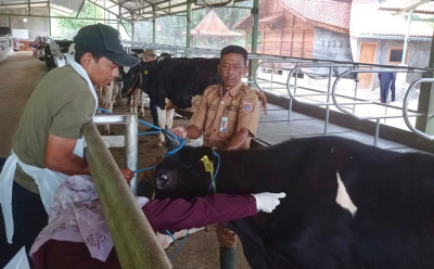 Dispaperta Batang Waspadai Brucellosis pada Sapi Perah, Peternak Diminta Kenali Gejalanya