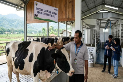 Penuhi Kuota Serapan Industri, Pemkab Batang Buka Peluang Besar Investasi Sapi Perah