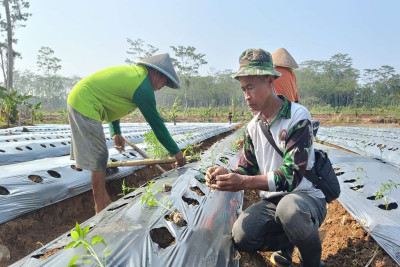 Purnatugas Tak Berarti Purnakarya, Bukti Sudirman Sukses Budidayakan Cabai