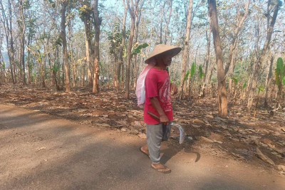 Ketekunan Sesepuh Sembung yang Tetap Merumput Saat Pembangunan Jalan Tembus KITB
