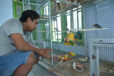 ternak-burung-cinta