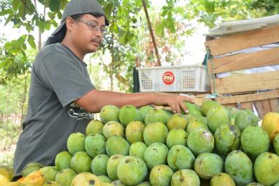 jual-mangga