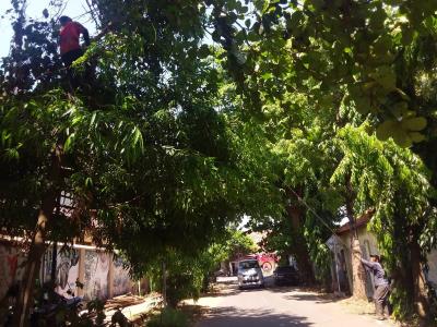 antisipasi-pohon-tumbang-dpupr-batang-lakukan-pemangkasan-dahan