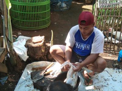 JASA CABUT BULU AYAM