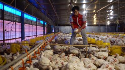 PILIH AYAM BERKUALITAS