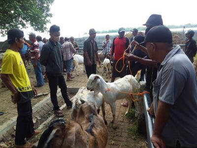 Dislutkannak Batang Harapkan Pedagang Kantongi SKKH