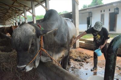 BERSIHKAN BADAN SAPI