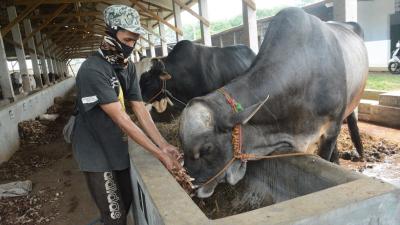 BERIKAN MAKAN SAPI KULIT SINGKONG