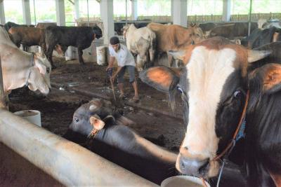 BERSIHKAN KANDANG SAPI