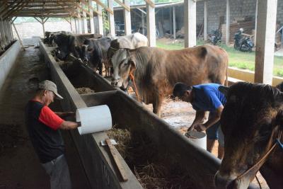 GANTI TEMPAT MINUM SAPI