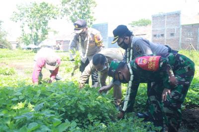 JAGA KETAHANAN PANGAN MANFAATKAN LAHAN