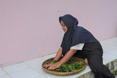 GILING DAUN TEH DENGAN TANGAN