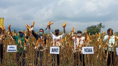 Bupati Batang, Ajak Petani Jagung Tingkatkan Produktivias