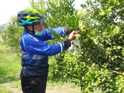 PETIK BUAH JERUK SIAM