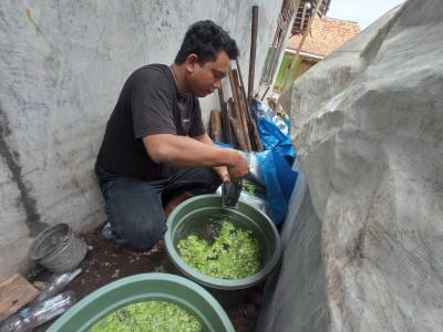 Bisnis Budidaya Ikan Guppy Saat Pandemi Covid-19 Dapat Menghasilkan