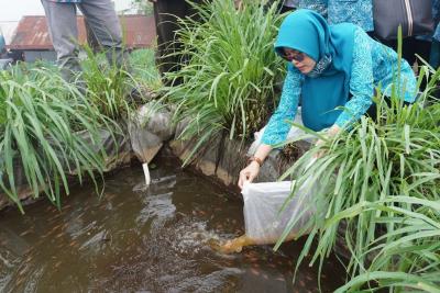 lepaskan-benih-ikan-nila
