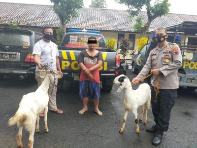 Polres Batang Berhasil Amankan Terduga Pencuri Hewan Ternak