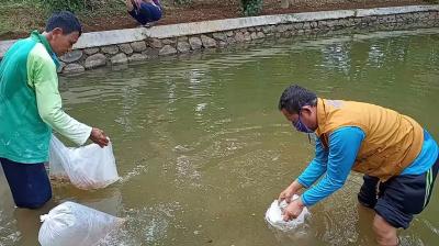Tingkatkan Populasi Ikan, Dislutkannak Batang Tabur Benih