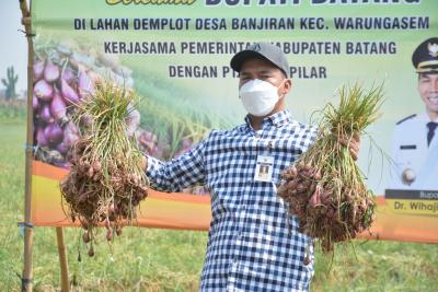 Sawah Terdampak Tol, Petani Desa Banjiran Beralih Tanam Bawang