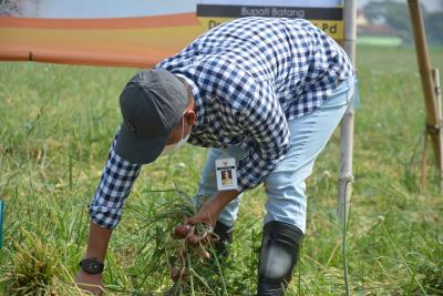 PANEN RAYA BAWANG MERAH