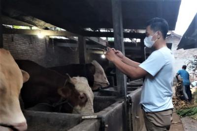 PENJUALAN HEWAN KURBAN SECARA ONLINE