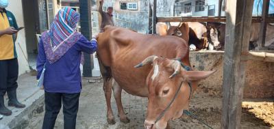 rph-batang-batasi-penyembelihan-sapi-kurban