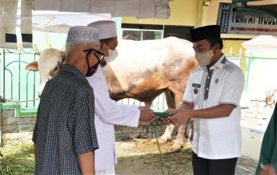 serahkan-sapi-kurban