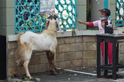 beri-makan-kambing-kurban