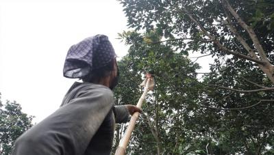 PANEN ALPUKAT KENDIL