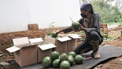 SORTIR ALPUKAT KENDIL