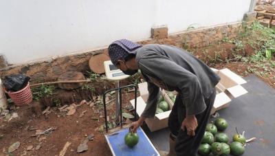 TIMBANG ALPUKAT KENDIL