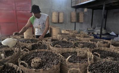 SORTIR BIJI MELINJO YANG KERING