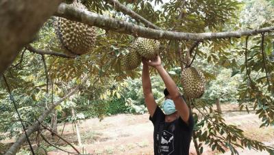 PANEN DURIAN LOKAL BATANG